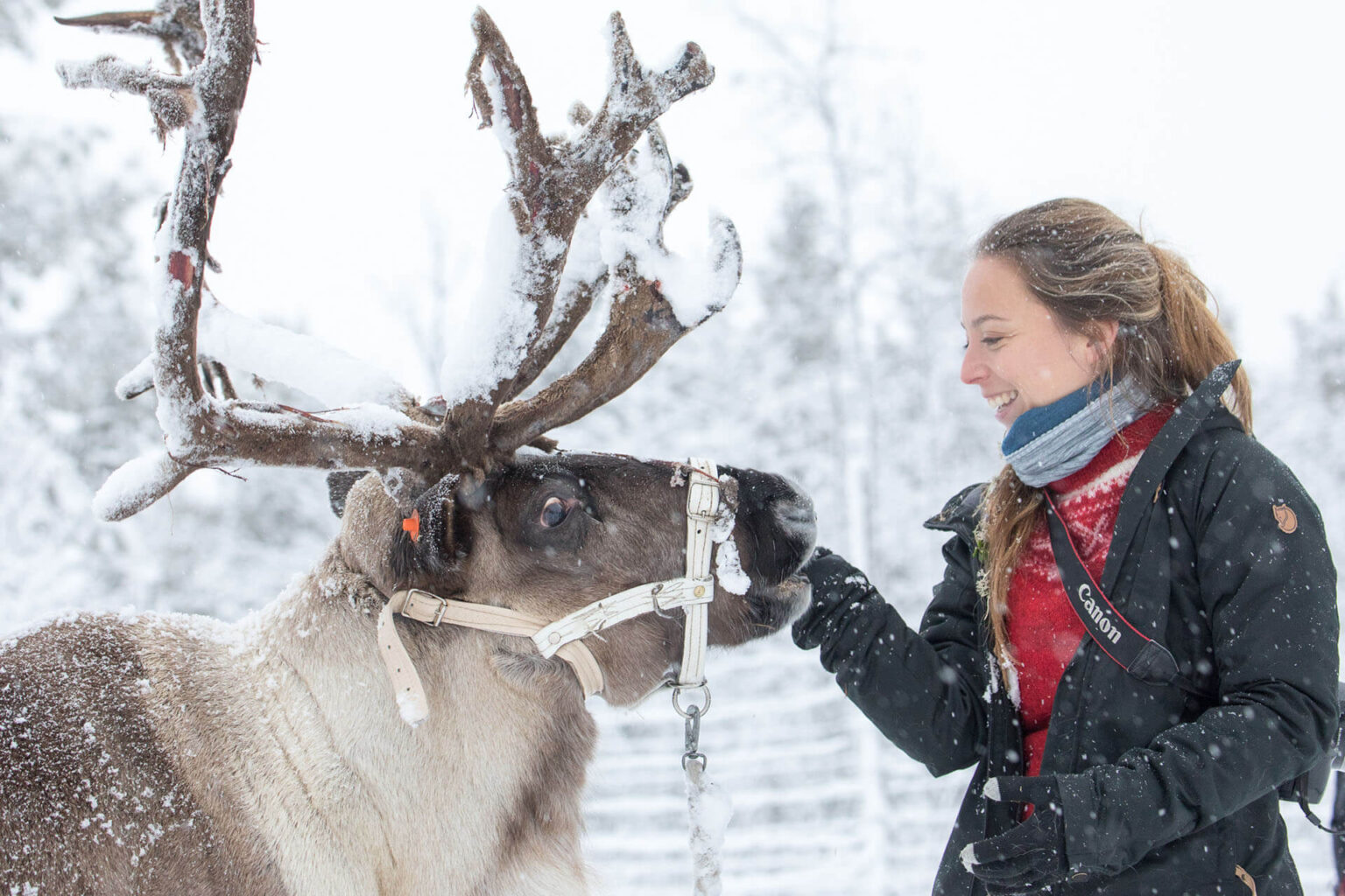 Visit the Sami & Reindeer in Jukkasjärvi - Lights over Lapland AB